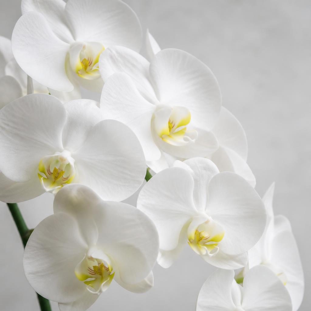 白い胡蝶蘭の花のアップ。控えめな色合いと整った花並び