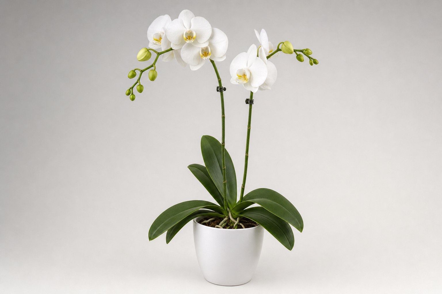 白い鉢に植えられた2本立の白い胡蝶蘭